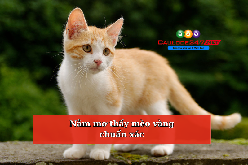 Nằm mơ thấy mèo vàng chuẩn xác