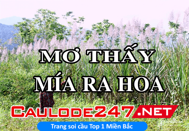 giải mã ý nghĩa giấc mơ thấy mía ra hoa