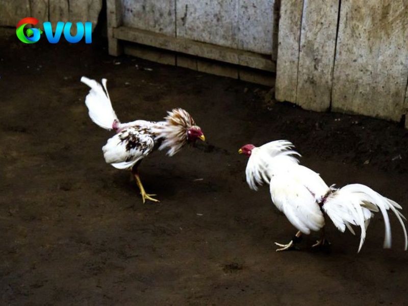 Đá gà trực tiếp Thomo trên GVUI được yêu thích