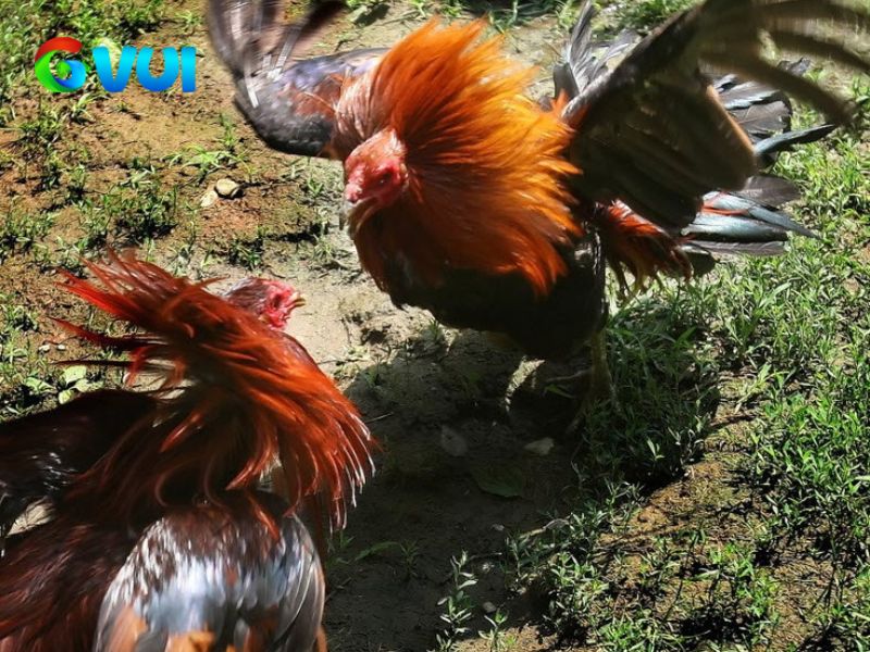 Giới thiệu về đá gà Thomo trực tiếp GVUI
