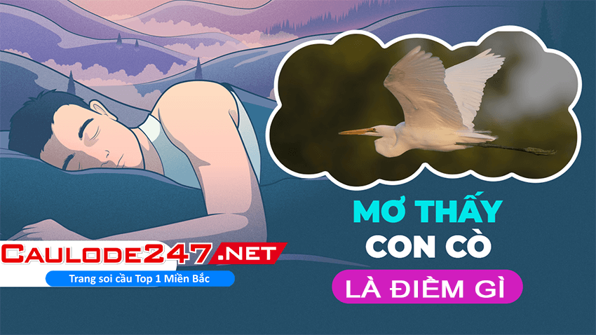 Mơ thấy con cò là điềm gì?