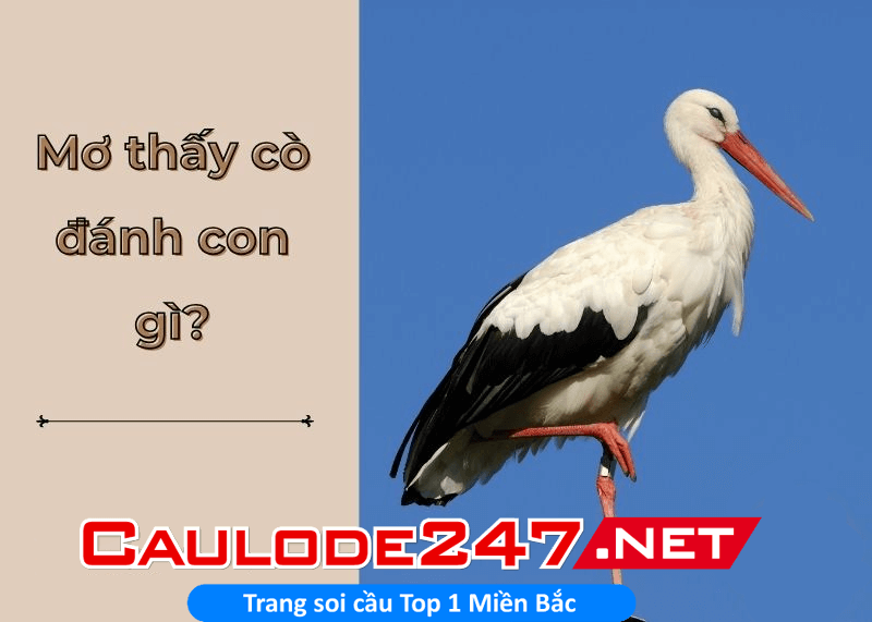Ngủ mơ thấy con cò thì đánh đề số mấy