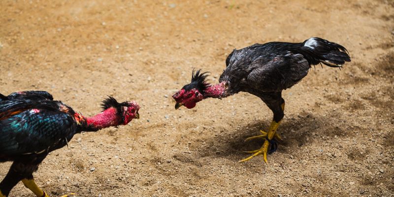 Lý do Đá gà 78WIN được yêu thích vượt trộ