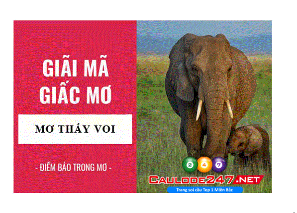 giải mã giấc mơ thấy con voi điềm gì và ý nghĩa như thế nào