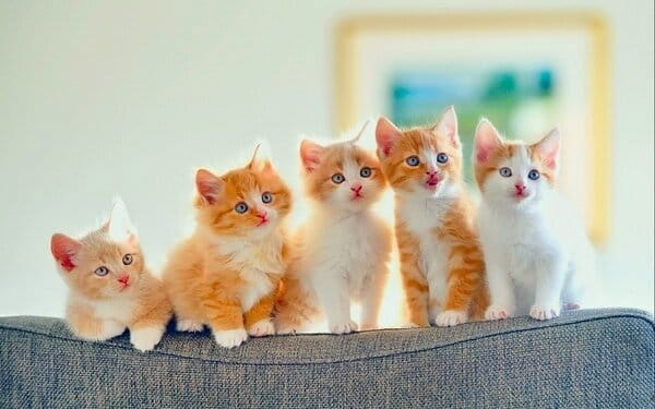Giải mã những giấc mơ thấy mèo chi tiết