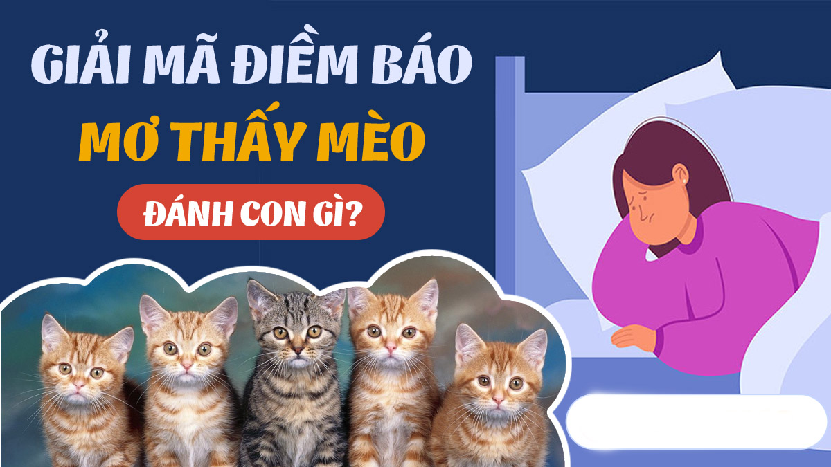 Nằm mơ thấy mèo đánh con gì